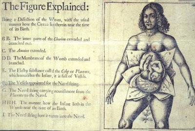 1177 f.19 