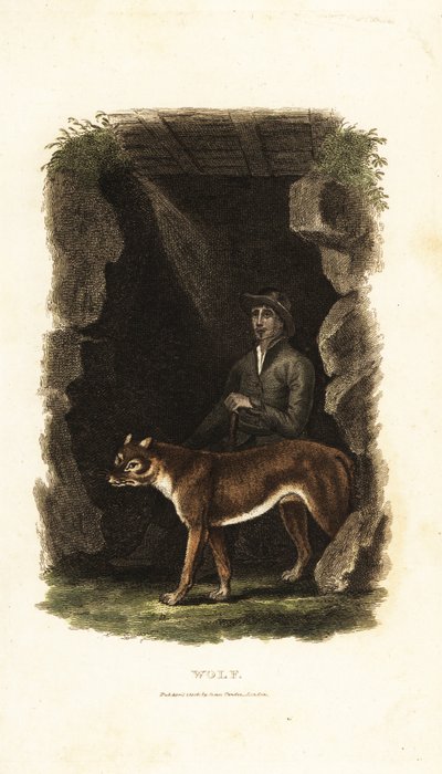 Engelsk gentleman fra 1700-tallet og hans tamme ulv, Canis lupus, i inngangen til en hule av English School