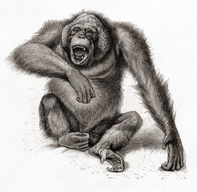En borneisk orangutang, Pongo pygmaeus, også stavet orangutang, orangutang eller orangutang. Fra Meyers Lexicon, utgitt 1924 (trykk) av English School