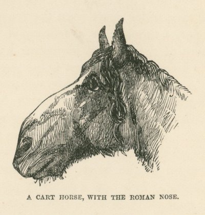 En vognhest med romersk nese (gravering) av English School