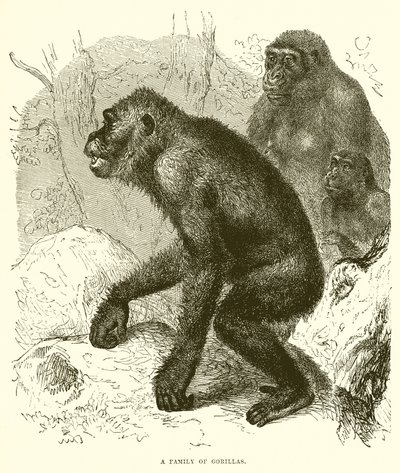 En familie av gorillaer av English School