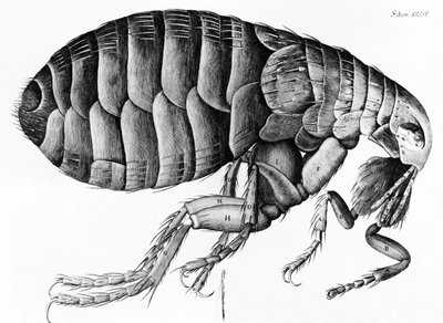 A Flea from Microscope Observation av Robert Hooke (1635-1703), 1665 av English School