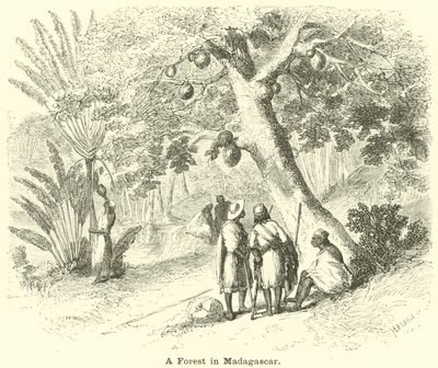En skog på Madagaskar av English School