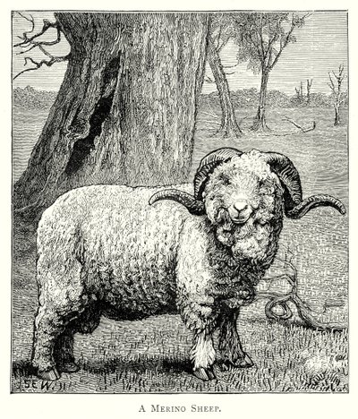 En marino-sau (gravering) av English School