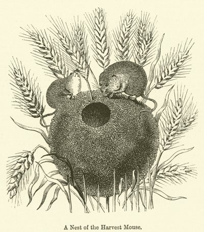 A Nest of the Harvest Mouse (gravering) av English School