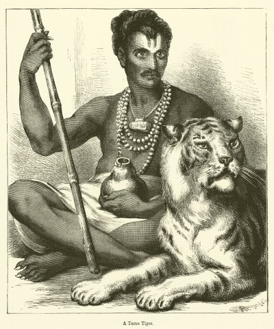 En tam tiger (gravering) av English School