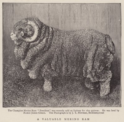 En verdifull Merino Ram (gravering) av English School