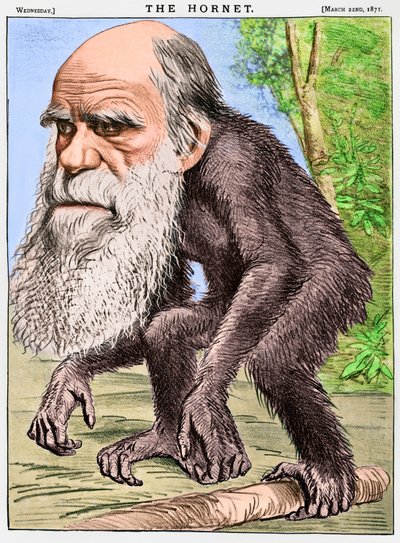 quot;En ærverdig orangutangquot;, en karikatur av Charles Darwin som en ape av English School