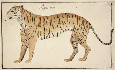 En kongelig tiger fra Serfagee of Tanjores samling av English School