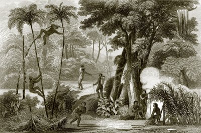 En scene i den brasilianske skogen av English School