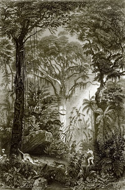 En scene i den brasilianske skogen av English School