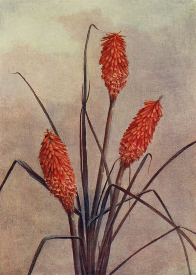 En fantastisk fakkelblomst, Kniphofia Corallina Superba (litho-farge) av English School