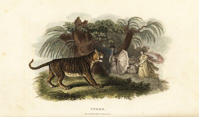 En tiger, Panthera tigris, skremt vekk av en engelsk kvinne som viftet med en paraply av English School