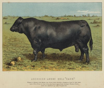 Aberdeen-Angus Bull quot;Cashquot; (fargelitografi) av English School