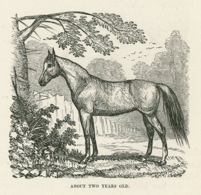 Omtrent to år gammel (gravering) av English School