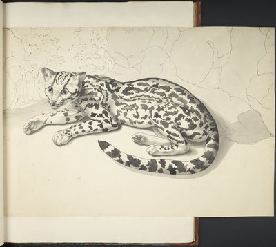 Legg til MS 11807 f.9 Tyger Cat, fra 