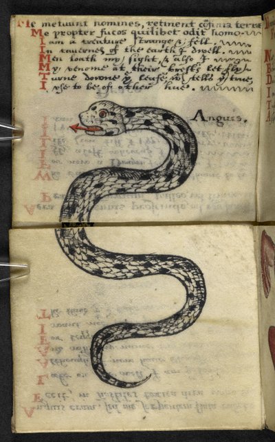 Legg til MS 57312 f.4 spillbok (blekk og farge på vellum) av English School