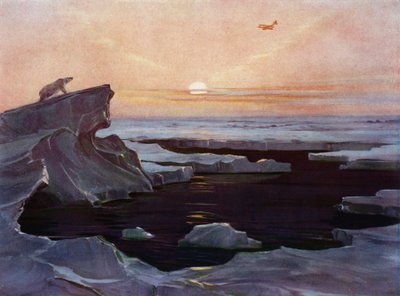 Fly som flyr over Arktis (farge litho) av English School