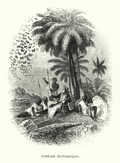 Afrikanske sommerfugler (gravering) av English School