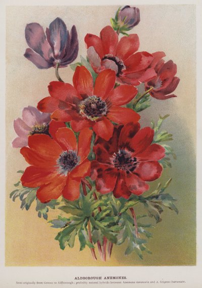 Aldborough Anemoner av English School