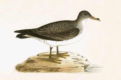 Algerian Cinereous Shearwater, illustrasjon fra 