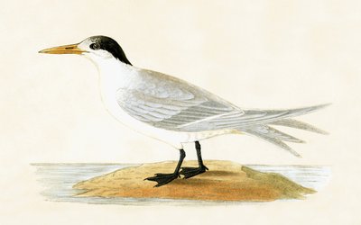 Allied Tern, illustrasjon fra 