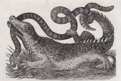 Alligator (gravering) av English School
