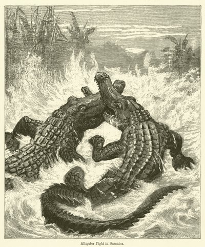 Alligatorkamp på Sumatra av English School