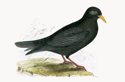 Alpine Chough, illustrasjon fra 