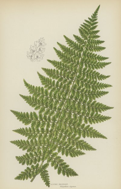 Alpin polypodi (fargelitografi) av English School