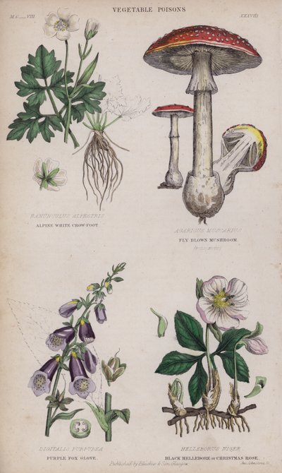 Alpine hvit kråkefot; fluebrun sopp; Purple Fox Glove; Black Hellebore eller Christmas Rose (farget gravering) av English School