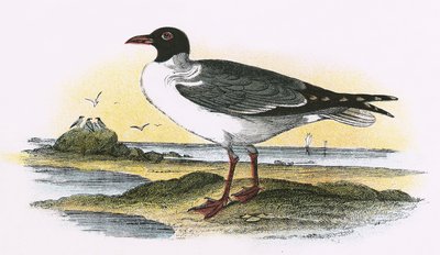 Amerikansk lattermåke av English School