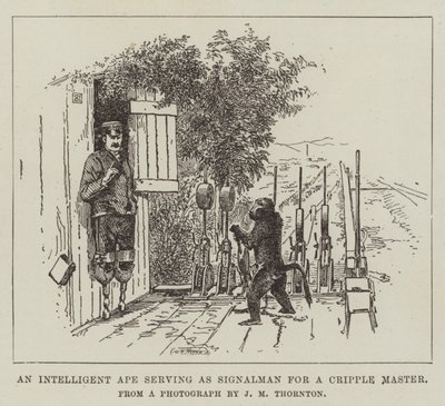 En intelligent ape som tjener som signalmann for en krøplingmester av English School