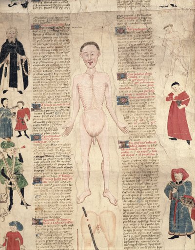 Anatomisk diagram, fra De arte phisicali e de cirugia av John Ardene, 1412 av English School