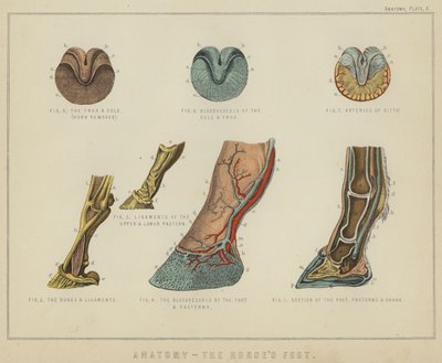 Anatomi, hestens fot (farge litho) av English School