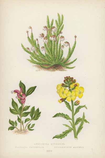 Andromeda Hypnoides; Polygala Paucifolia; Cheiranthus Alpinus (farge litho) av English School