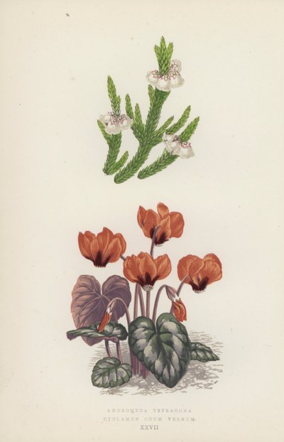 Andromeda Tetragona; Cyclamen Coum Vernum (farge litho) av English School