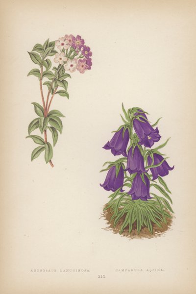 Androsace Lanuginosa; Campanula Alpina (farge litho) av English School