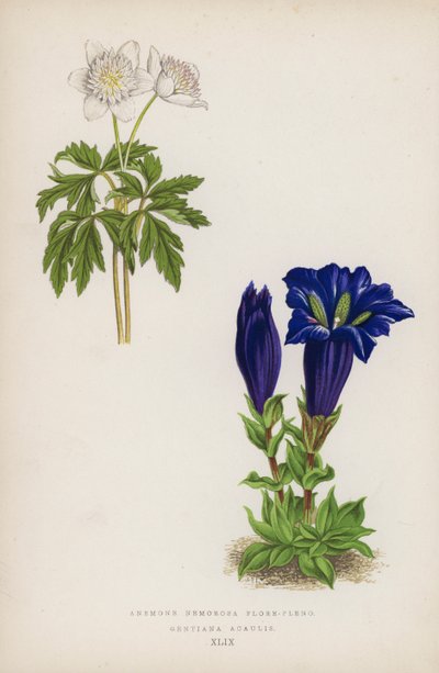 Anemone Nemorosa i full blomst; Gentiana Acaulis (farge litho) av English School