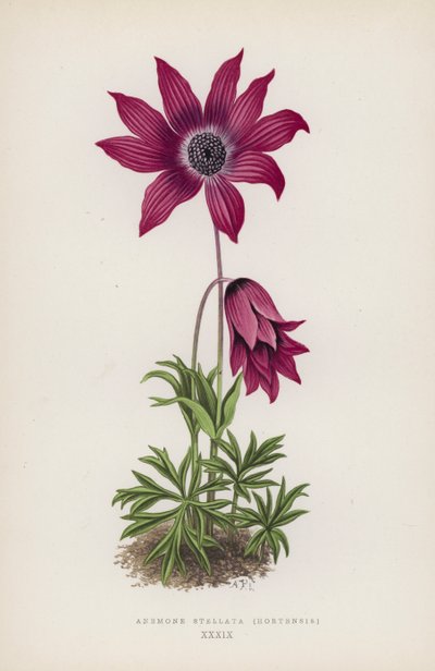 Anemone Stellata, Hortensis (farge litho) av English School