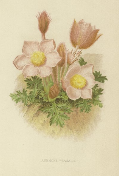 Anemone vernalis av English School