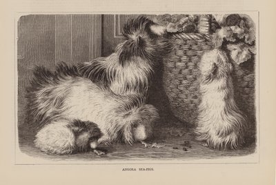 Angora sjøgriser (gravering) av English School