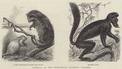 Dyr ved Zoologisk Forenings hager (gravering) av English School