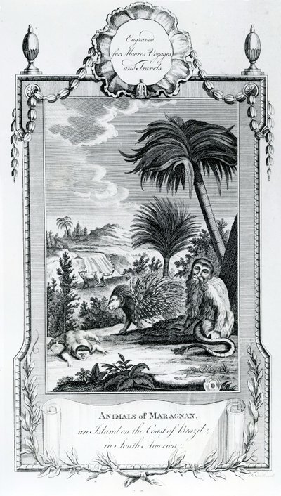 Animals of Maragnan, illustrasjon hentet fra Moores Voyages and Travels, 1778 av English School