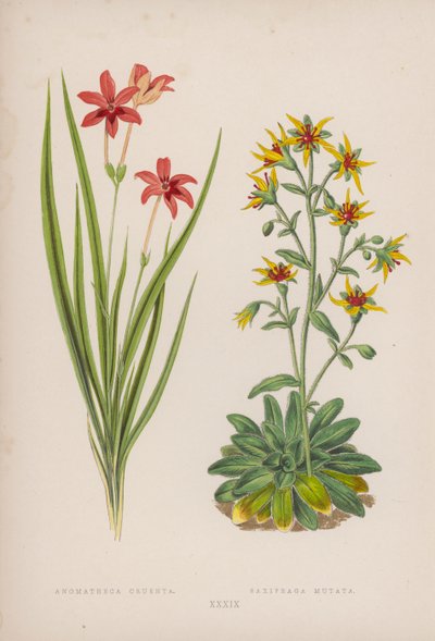 Anomatheca Cruenta; Saxifraga Mutata (farge litho) av English School