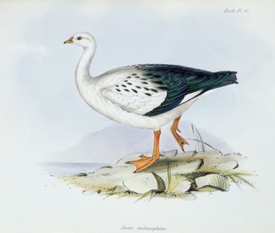 Anser Melanopterus, fra The Zoology of the Voyage of H.M.S. Beagle 1832-36, av Charles Darwin (1809-92), 1840 av English School