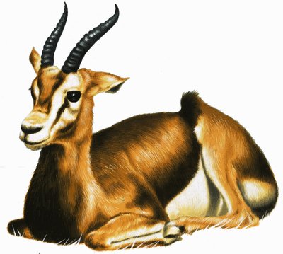 Antilope av English School