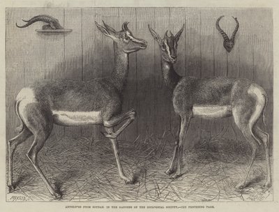 Antiloper fra Soudan, i Gardens of the Zoological Society (gravering) av English School