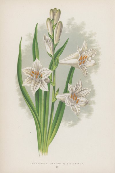 Anthericum, Paradisia Liliastrum (fargelitografi) av English School