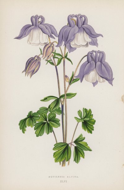 Aquilegia Alpina (farge litho) av English School